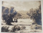 Vtg STEPHEN WILLARD Orig Photograph #1145 Joshua Trees Mountain Desert 9.5x11.25 — photo 1