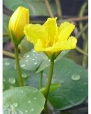 Yellow Floating Heart Nymphoides Peltata  LIVE Water Lily Pond Plant Aquatic