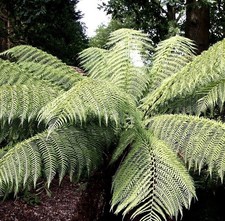 Male Fern Plant XXXL Extra Large Mature Root Dryopteris Affinis Hardy Outdoor