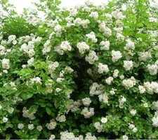White Climbing  49 Rose Bush 50 or 100 Seeds Rare-Free Shipping-USA Seller