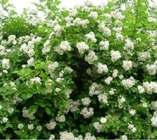 White Climbing  #49 Rose Bush 50 or 100 Seeds~Rare-Free Shipping-USA Seller