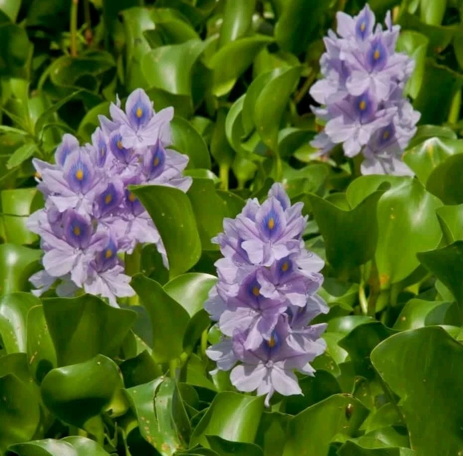 Planta de estanque de jacinto o acuario 10 grandes plantas flotantes vivas Foto 2 de 4