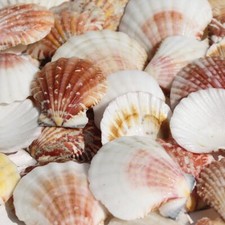 Little Scallop Shells | Craft Shell Pack | 3-5cm | Beach Shells