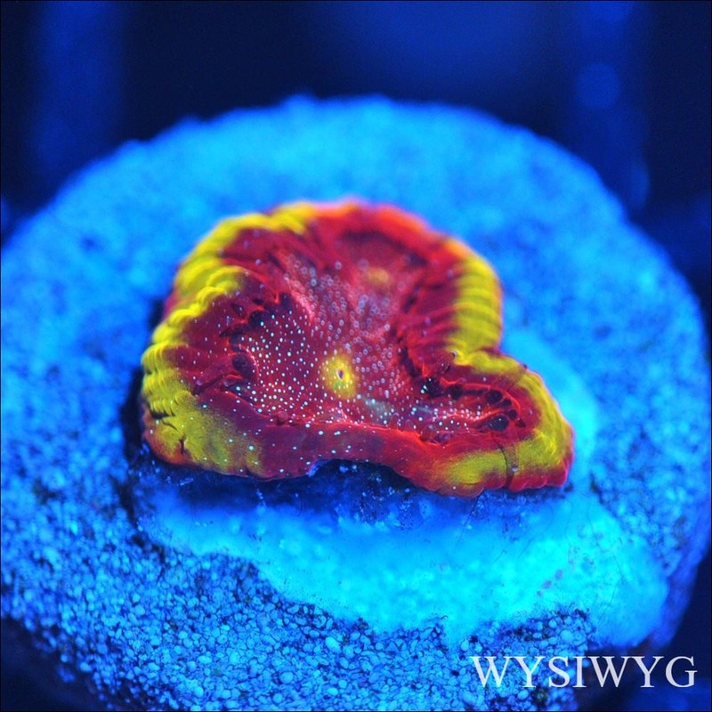 Corals of Eden ~ WYSIWYG Live Coral Frag ~ Yellow Jacket Bejewed Favia Coral