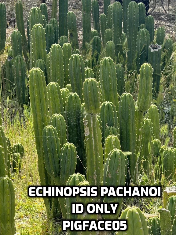 Cactus T. Pachanoi Sacred Cactus Tip Cutting @ 12" - 30 Cm - image 2 of 4