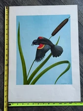 RED WINGED BLACKBIRD Vintage Poster Bird Print Lithograph 1962 A. D'Angelo Art