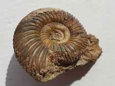 Parkinsonia parkinsoni in situ - Dogger - Sengenthal - ammonite - old collection