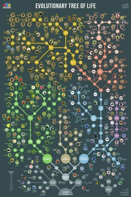 Evolutionary Tree of Life Science Infographic Educational Poster