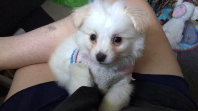 So Quiet Perfect Apartment Pomeranian Puppy 1800 If Bought So Quiet Perfect Apartment Pomeranian Puppy 1800 If Bought Today