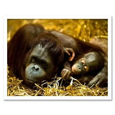 Orangutan Mother Baby Ape 12X16 Inch Framed Art Print