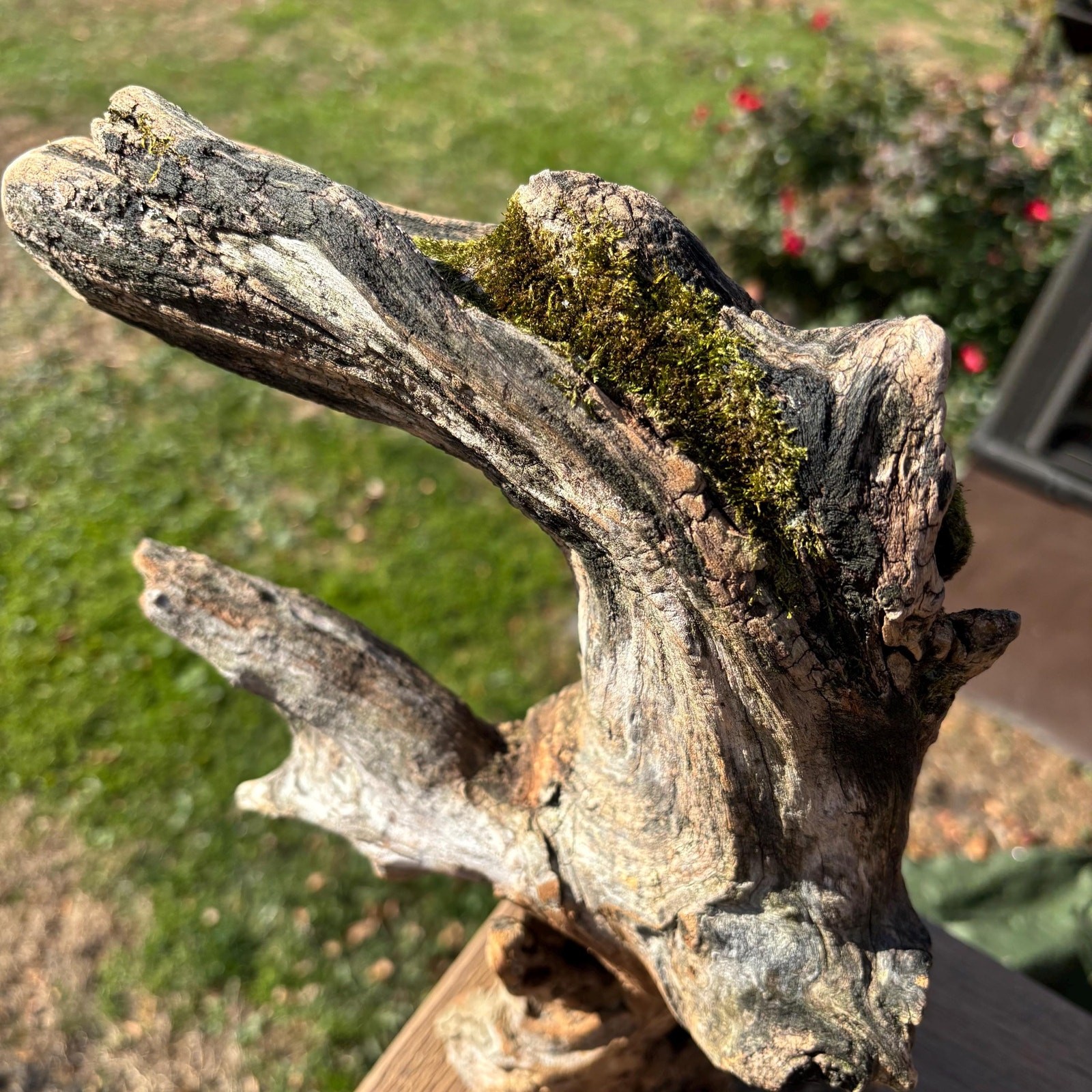 Hardwood Driftwood Tree 16x6x9 – Mossy Natural Branch Sculpture for Home Decor