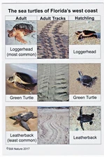 The Sea Turtles of Florida's West Coast Information Card 6" X 4"(Not A Postcard)