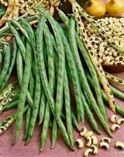 15 - 500 Seeds BLACKEYE PEA Black Eye Eyed Southern Cow Peas Heirloom Beans