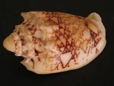 Rarely Seen...CYMBIOLA CHRYSOSTOMA~40.3mm~Indonesia SEASHELL