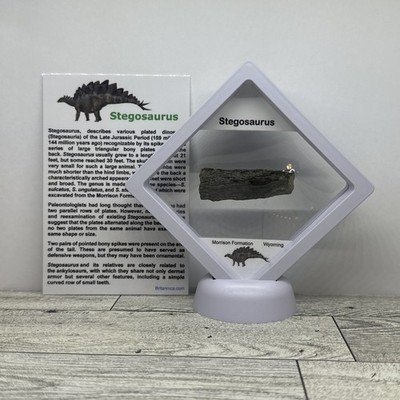 Stegosaurus Extinct Dinosaur Bone Fossil in Great Display Case