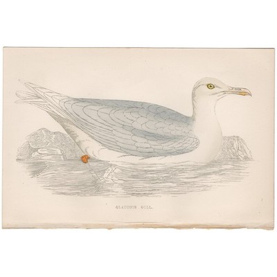 Morris 1863 antique bird print hand-colored engraving 344 Glaucous Gull