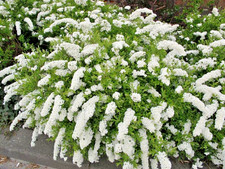 Spiraea Arguta White Wreath - XXL 3Lt Large Pot Flowering Deciduous Shrub