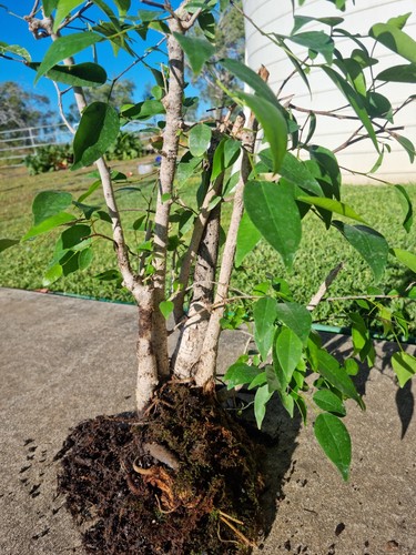 Bonsai Grove Fig Trees - Picture 8 of 10