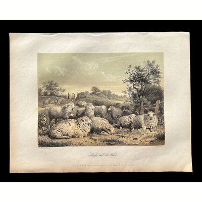 1850 A.H. Payne Original Antique Color Engraving Print - ''Schafe auf der Weide''