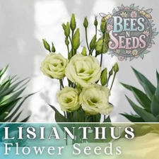 Aegis Jade Lisianthus Seeds - 125-5000 Seeds Garden Flower Seed Non Gmo Heirloom