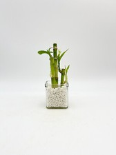 Lucky Bamboo Plant, Dracaena Sanderiana, Indoor Houseplant in 8cm glass vase