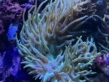 Fluorescent Green Bubble Tip Anemone 10-12 Inch XXL Size