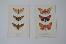 British Museum (Natural History) Postcards Exotic Moths