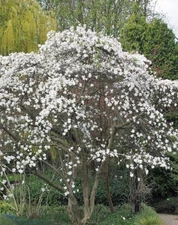 Magnolia stellata | Star Magnolia | 10 Seeds