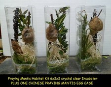 1 Large Fresh Praying Mantis Egg Case with Clear 6x2x2 Hatching Terrarium 2026