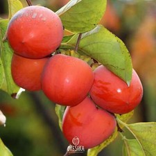 Persimmon tree varietal Mix of popular varieties 10 PCS fresh seeds, Diospyros