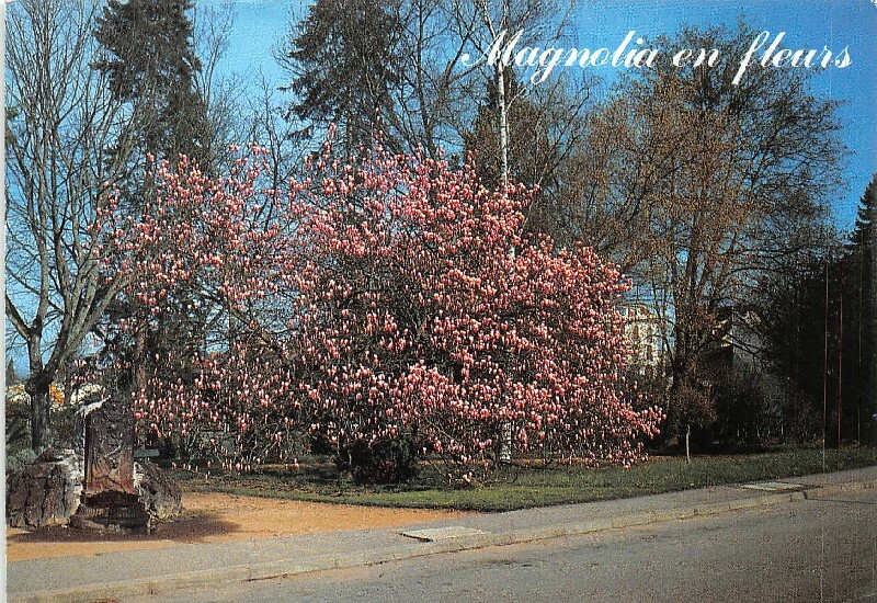 Postal- - Magnolia De Flores Cerca De de La Fuente