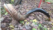 Kudu Yemenite Horn Shofar Between 24 27" Half Polished Natural Odor Neutralizer