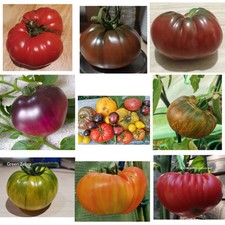 80 Qty  ,8 varieties Gaint Tomato  Heirloom  Varieties,one free gift