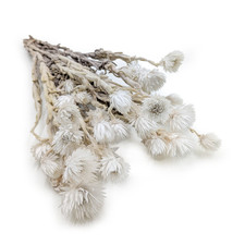 Kapstrohblume (Phaenocoma prolifera) - Naturwei&szlig;