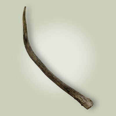 Naturally Shed Elk Antler Spike Single 1 Point Grade C 15'' Long Rocky Mountain