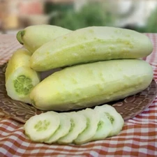 Seed Slicing Martini Cucumber - 10 Seeds Garden