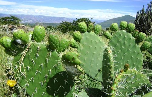 1 Cutting Green Fruit Prickly Pear Cactus Opuntia albicarpa Pad Nopal Tuna Reina - Picture 4 of 4