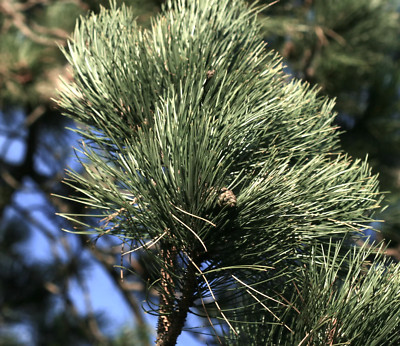 Pinus nigra - Austrian pine