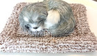 Adorable Sleeping Grey /White Kitty Cat on a Fluffy Soft Grey Pillow — photo 6