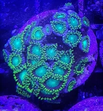WYSIWYG Dragon Eye Zoa Large Polyp Packed Coral Colony Free Shipping!