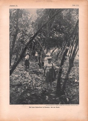 Ecuador - Ernte auf einer Kakao Farm - 1907 ~21x29cm
