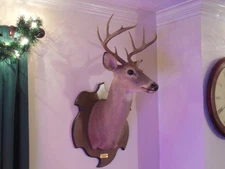 White Tail Deer Shoulder Mount 8-Point Real