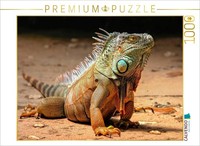 Calvendo Puzzle Beautiful Iguana | 1000 Pieces, Finished Size 25.2 × 18.9 In (64