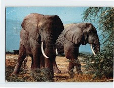 Postcard Elephants African Wildlife