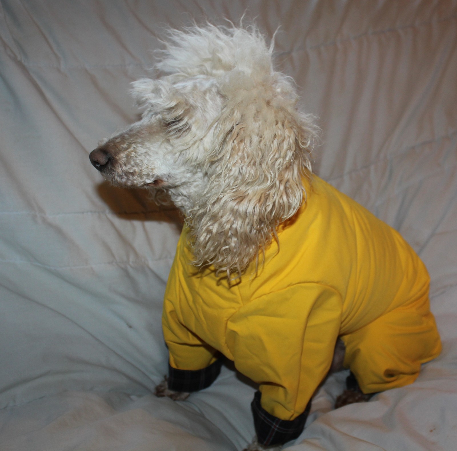 PADDED TROUSER SUIT WATERPROOF ALL IN ONE DOG COAT MADE IN THE UK eBay