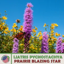 150 Prairie Blazing Star Seeds, Liatris pycnost, Native Wildflower. Genuine USA