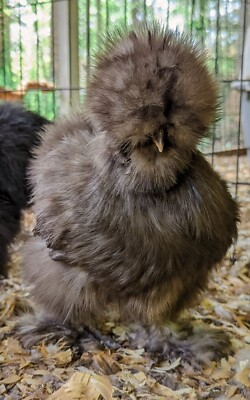 6 Chocolate Silkie Hatching Eggs - Naked Neck & All Feather Types Possible -