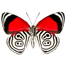 Diaethria clymena ONE REAL BUTTERFLY RED WHITE 88 UNMOUNTED WINGS CLOSED