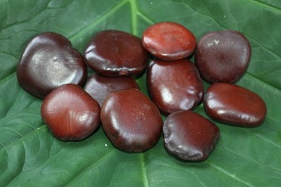 10-NATURAL SEA BEANS,Collectibles,LUCKY SeaBeand,All Occasion Gifts, SS-18
