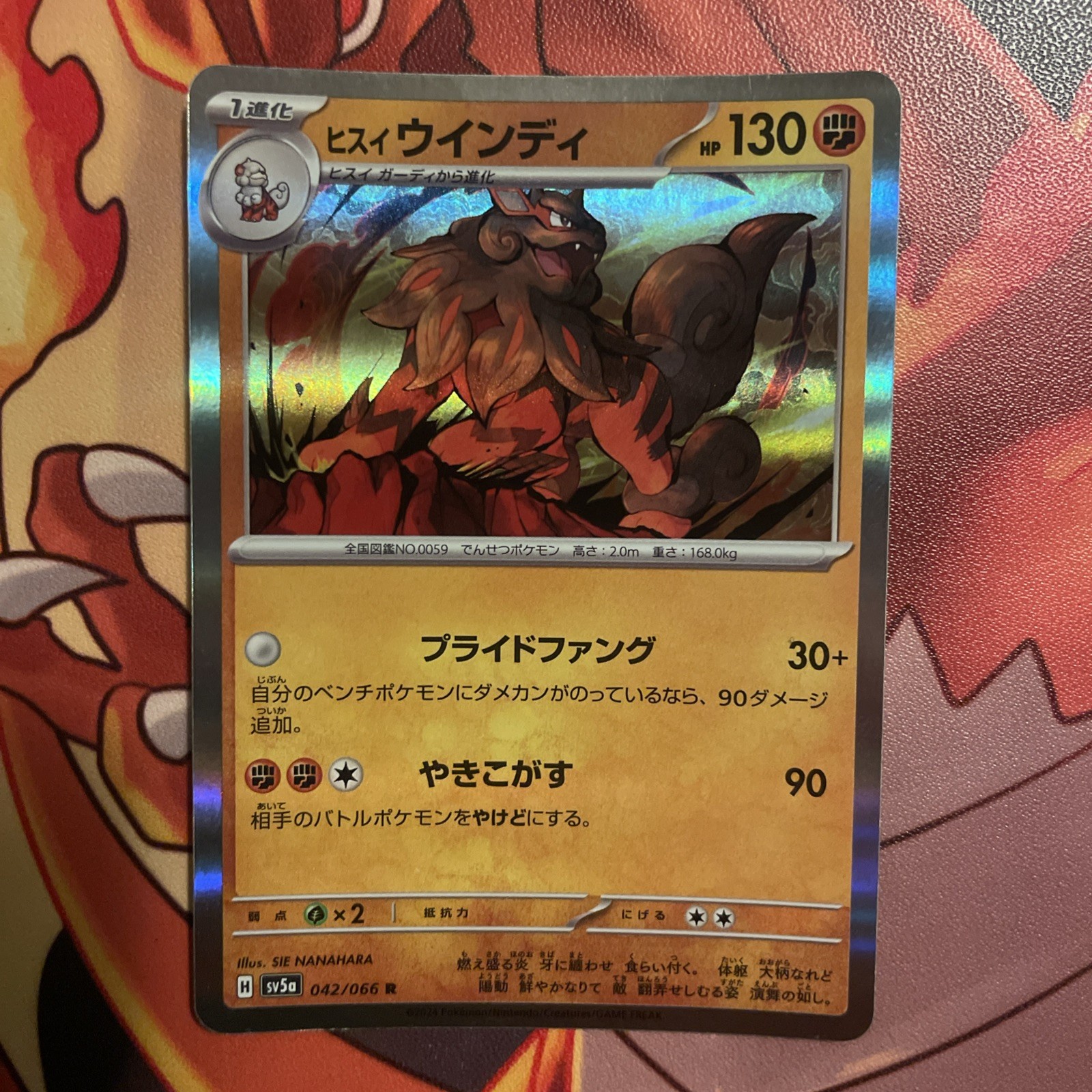 Hisuian Arcanine 042/066 Sv5a: Crimson Haze Holo (Japanese) NM IR AR